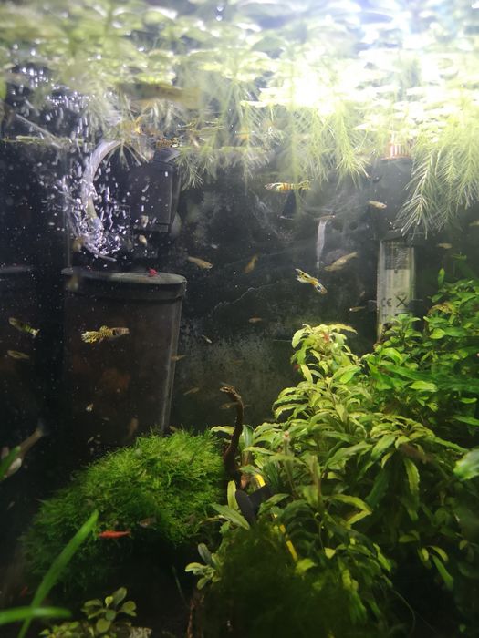 Gupik yellow tiger, narybek