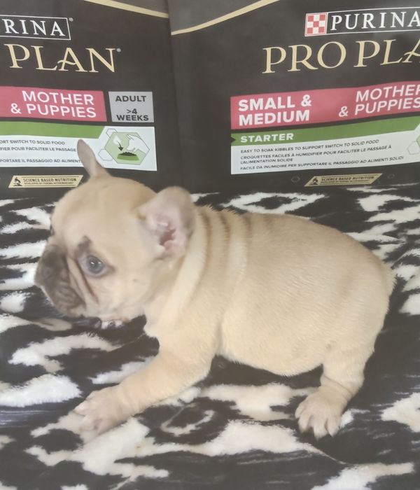 Bulldog Francês Lilac Fawn