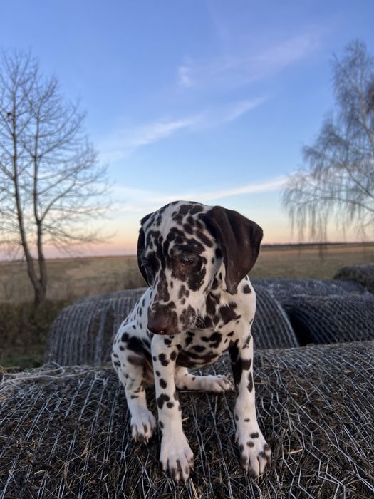 Далматинець цуцик