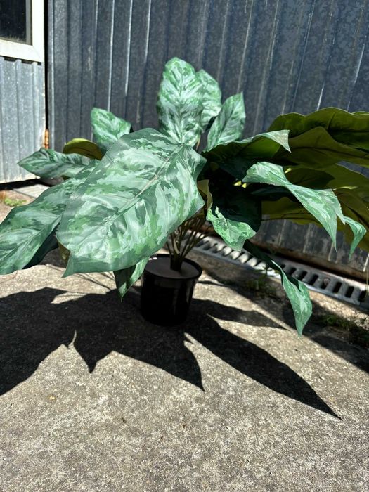 Planta de decoração para sua casa