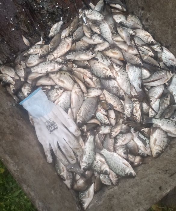 Karp i karaś handlowka oraz narybek Japonki