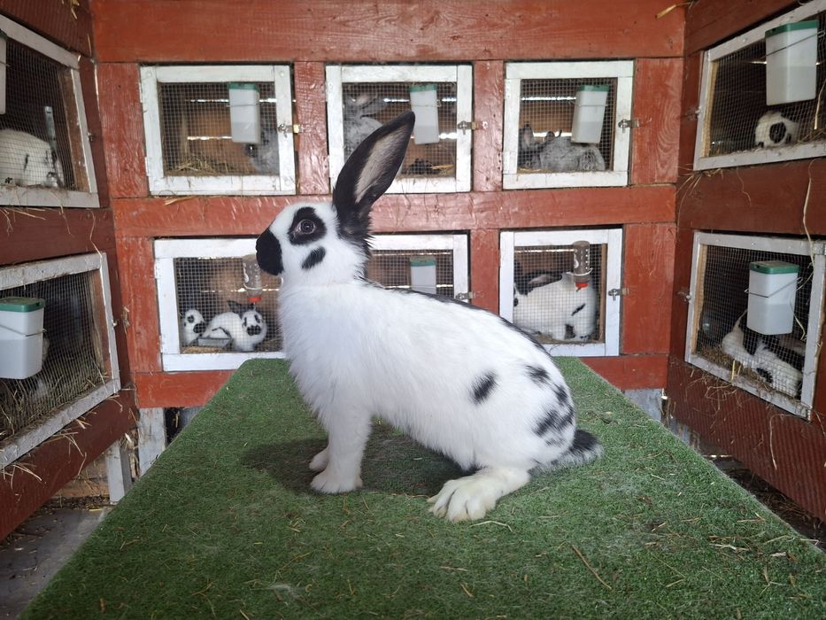 Olbrzym srokacz czarny rodowód