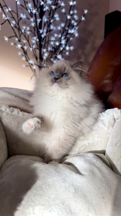 Śliczne kocięta Ragdoll, FPL