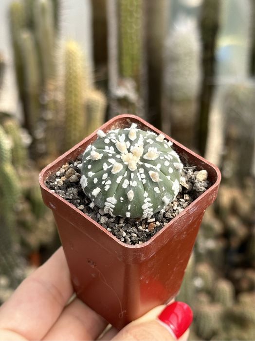 Кактус Астрофітум супер кабуто Astrophytum Asterias Super Kabuto