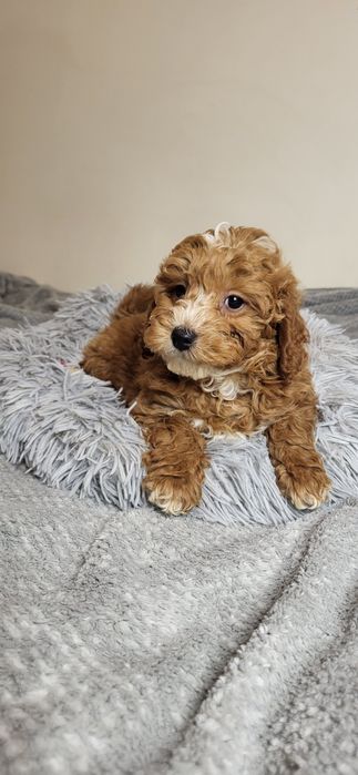 MALTIPOO piesek pies