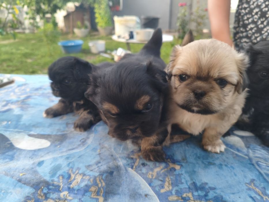 Продажа Пекинесы