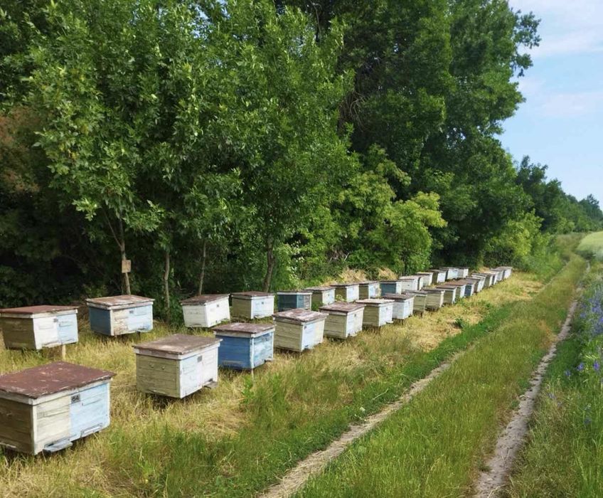Продам пасіку, бджолосім»і