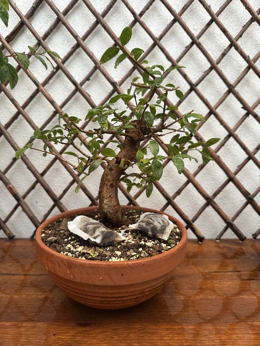 Bonsai Murta.