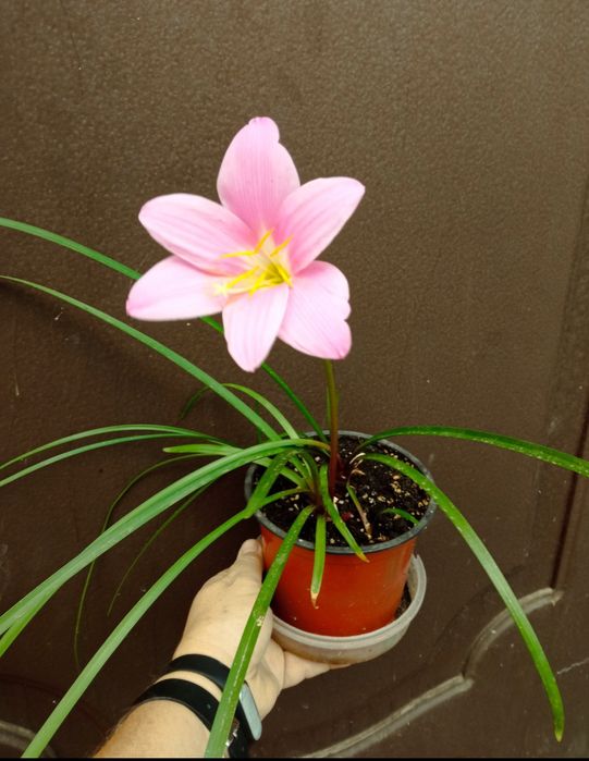 Кімнатна рослина Зефірантес рожевий