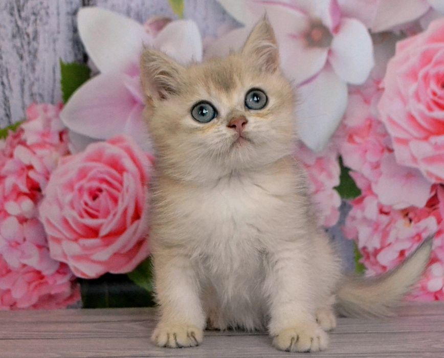 Шиншилла золотой голубой ау 12