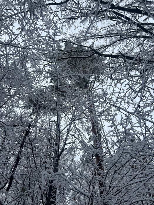 22 сотих у центрі соснового лісу! Хмельницький