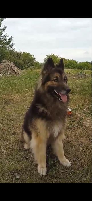 Вʼязка. Кобель німецької вівчарки