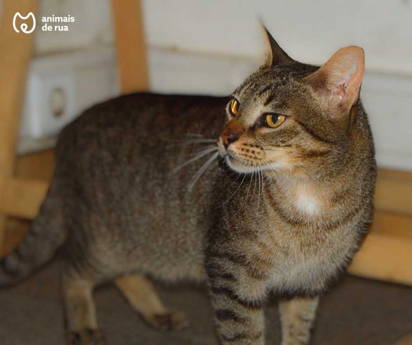 Vadinho | Para Adoção