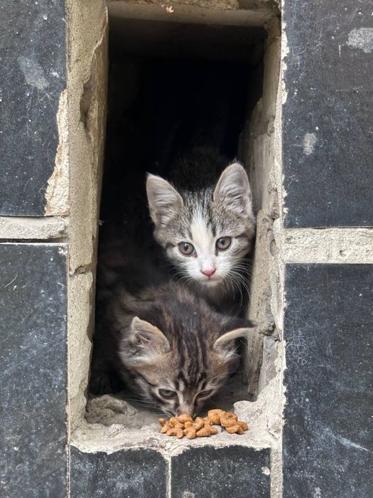 Кошенята в добрі руки