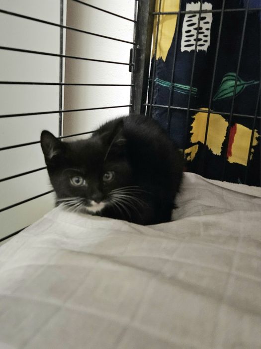 Kotki do adopcji, kot, kotek, kotka