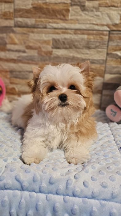 Cudny piesek Yorkshire Terrier Golddust biało-złoty york