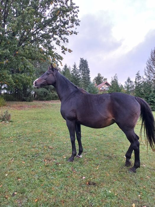 Sprzedam klacz 165cm