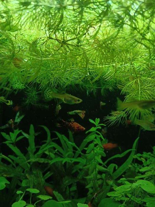 Narybek gupika pawie oczko