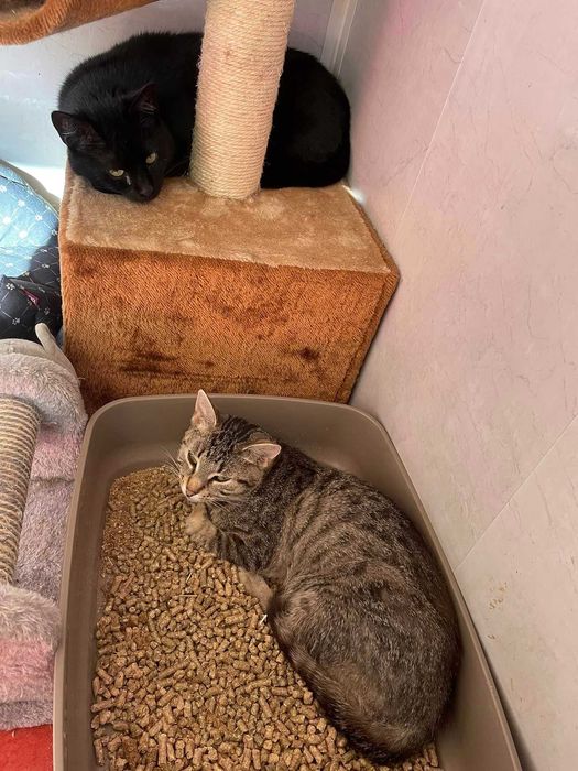 Młodziutka Grzanka szuka kochającego domku