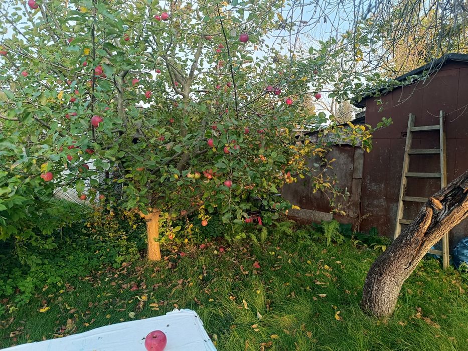 Działka ROD (rezerwacja)