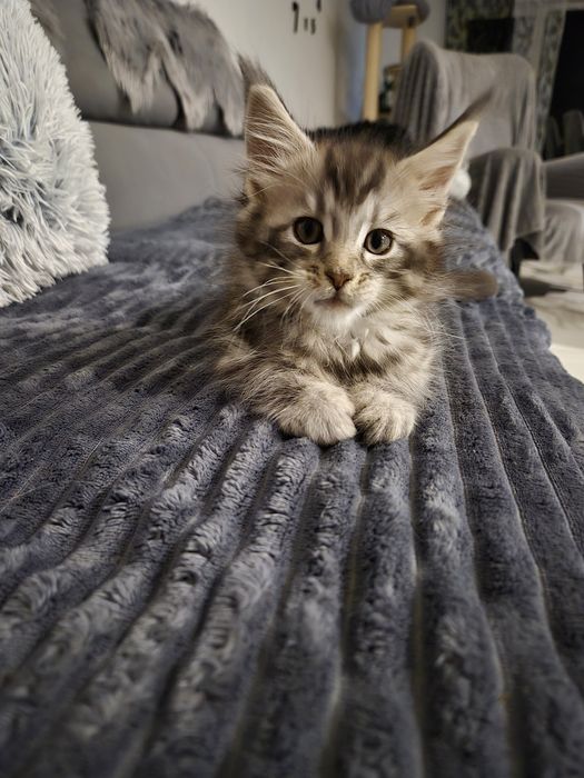 Rezerwacja na Kocurka Maine coon