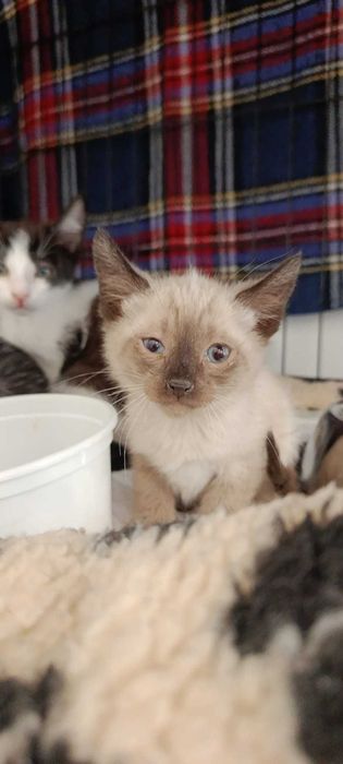 Gatinhos para adoção