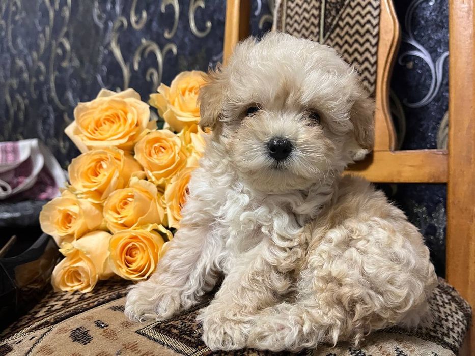 Милі дітки Мальтіпу