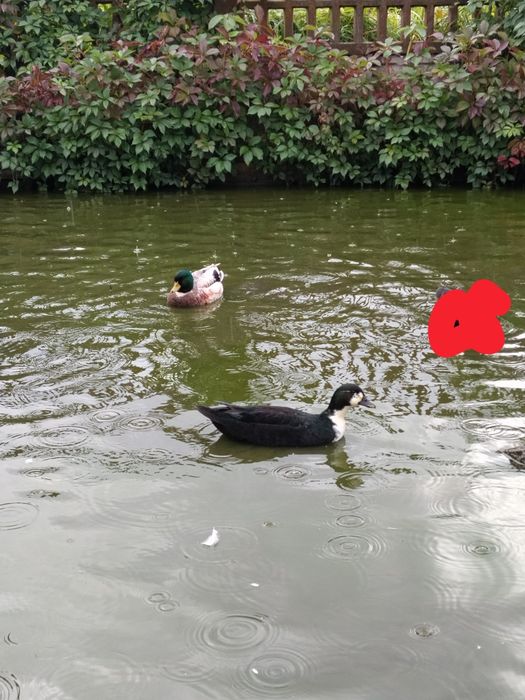 Kaczki call duck kanadyjki