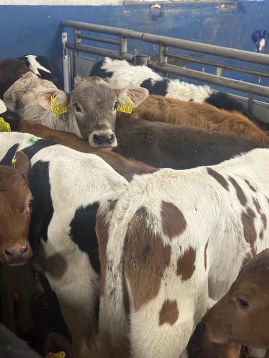 Sprzedam odsadki Limousine Wyszków