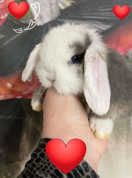 Kroliczki mini lop miniaturka hodowla zarejestrowana