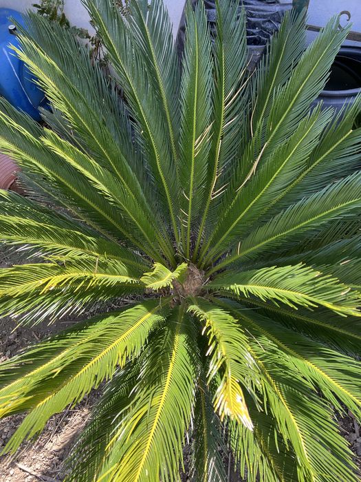 Palmeira cica de jardim