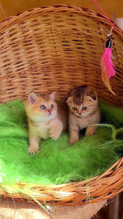 Невероятно красивые и ласковые