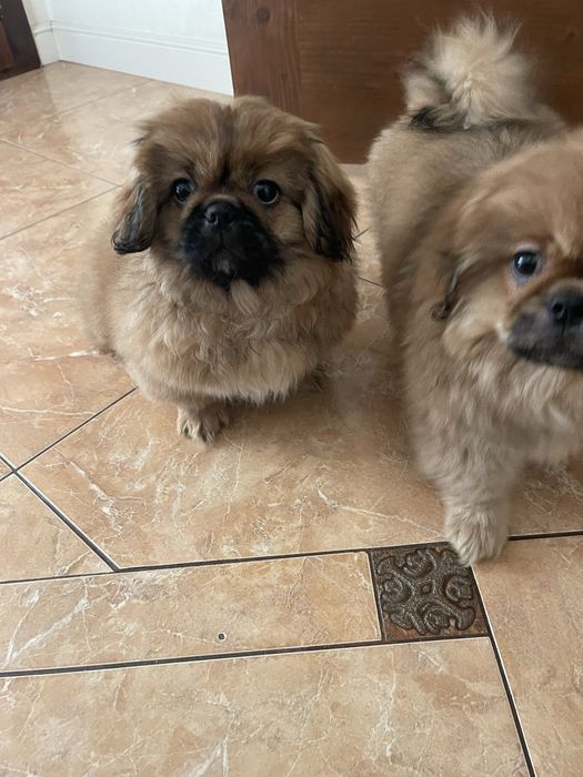 Пекинез дивчинка с паспортом  дуже грайлива