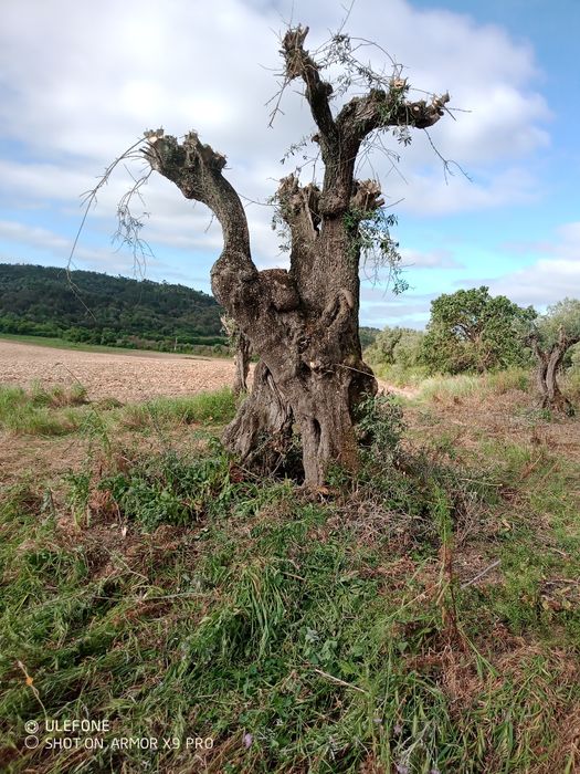 Oliveiras centenarias