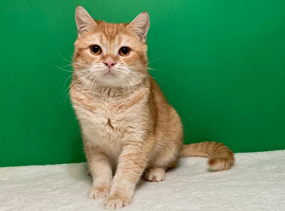 Рудий шотландський хлопчик Ксан.