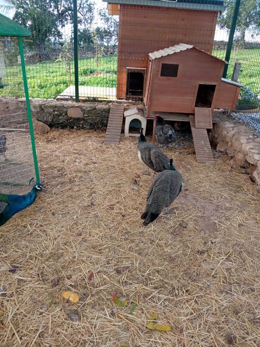 Pavões Reais com menos de ano