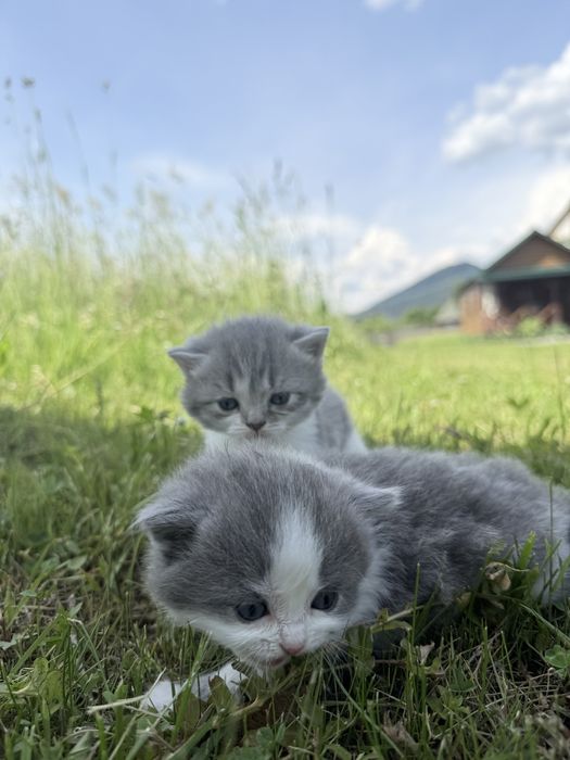 Кошенята-шотландці