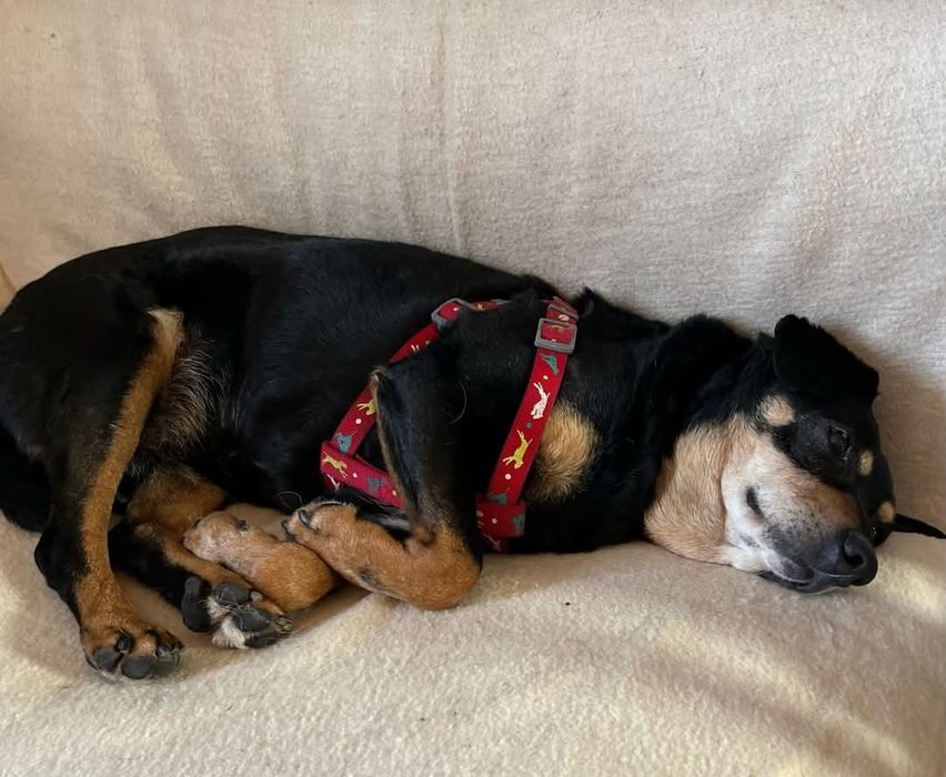 Ramzes prosi o szansę ...