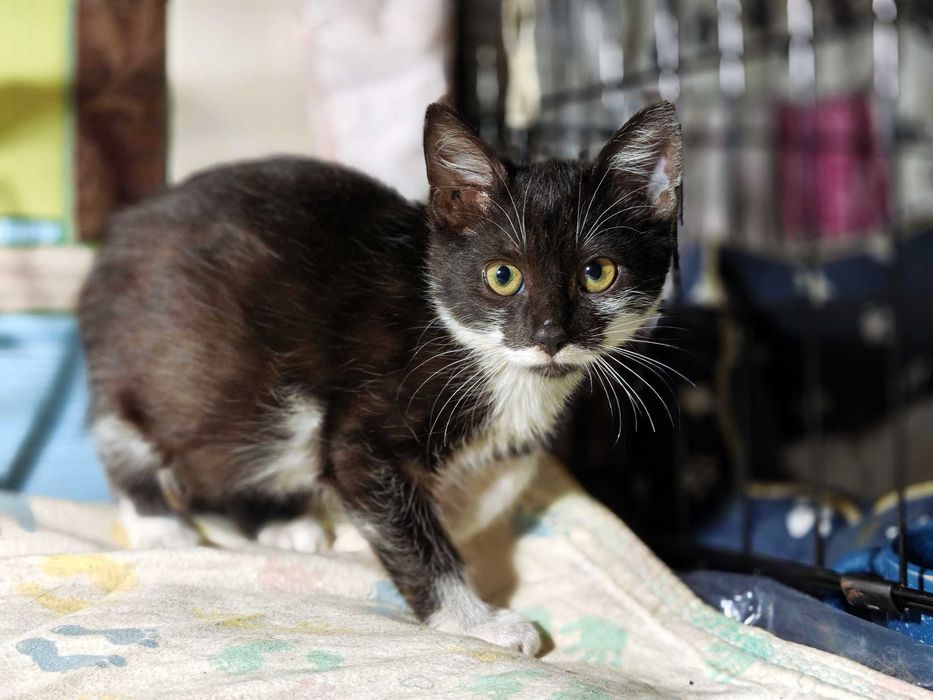 Мурчик, маленький котик, 2.5 місяці чекає на свою людину. Кошеня.