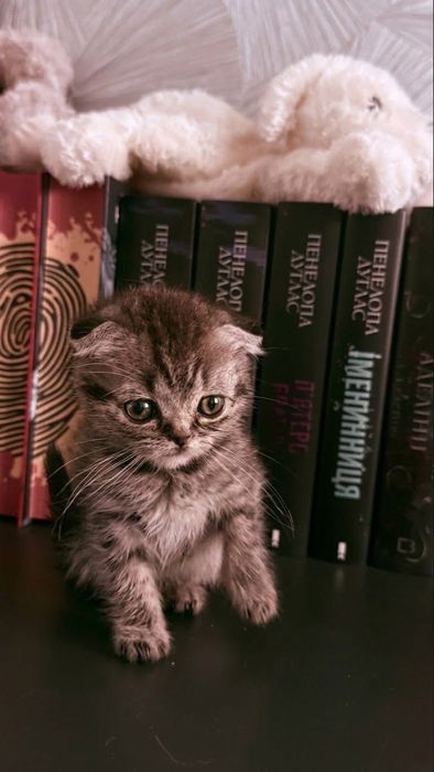 продам маленьких кошенят