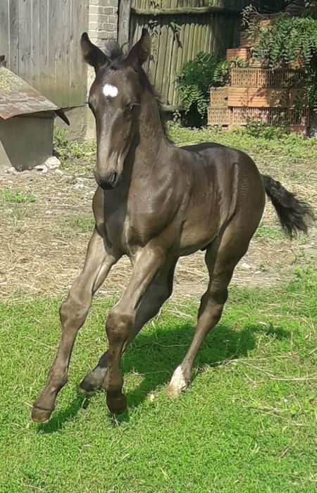 Ogier śląski Jurand możliwa zamiana