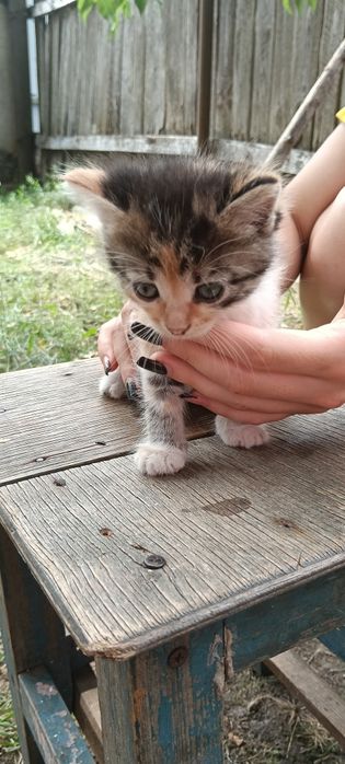 Віддам маленьких  котиків