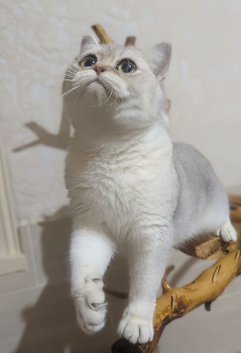 Серебристая шиншила. Девочка