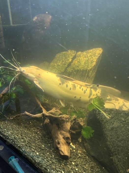 Sum clarias - ponad 40 cm