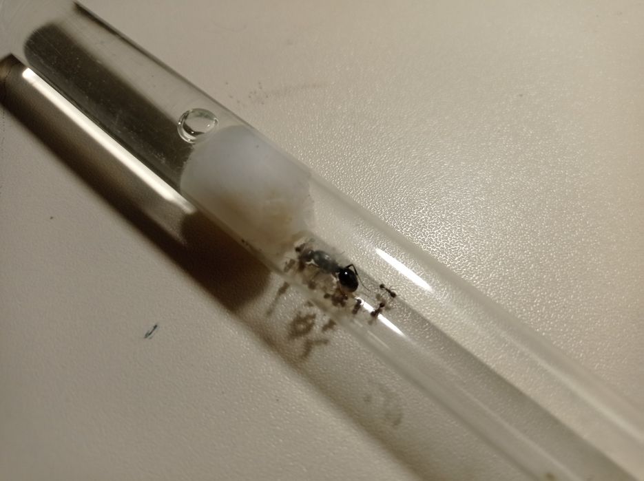 Messor structor: мурахи жнеці