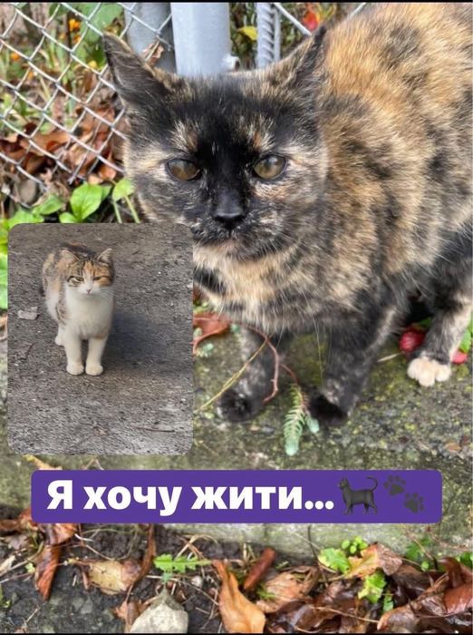 Черепашки кіці кішки