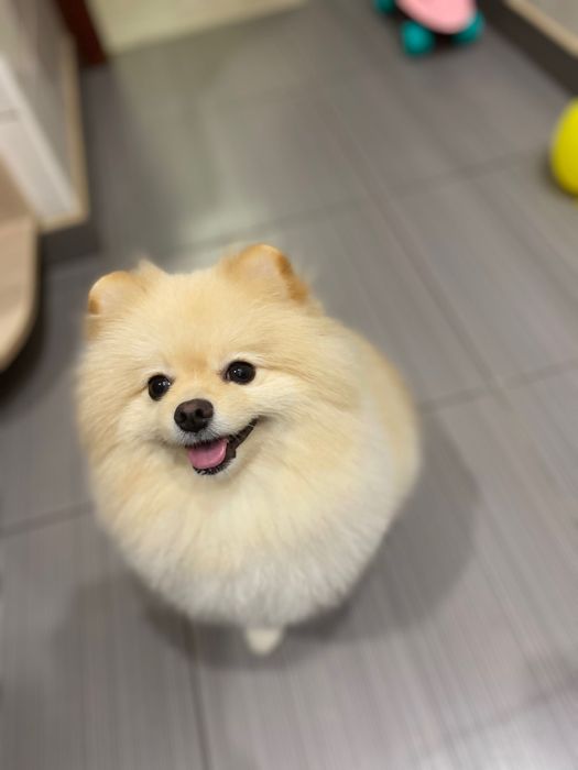 В'язка шпіц Львів