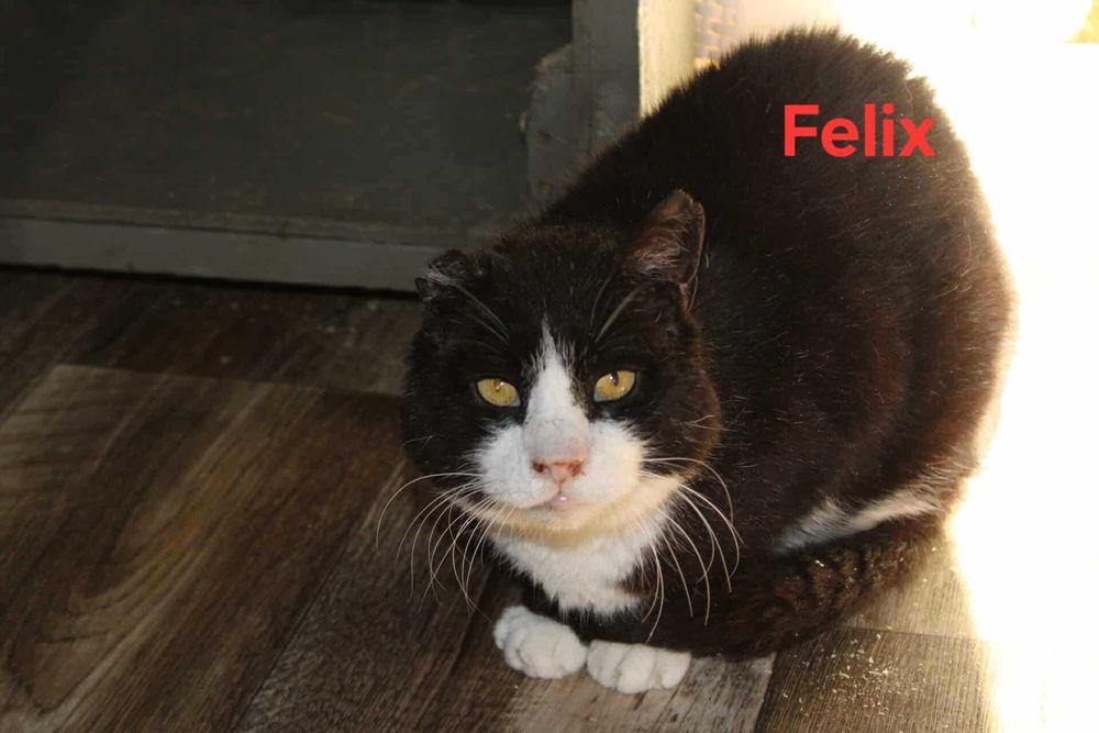 Kociaki z FIV/FELV szukają domów