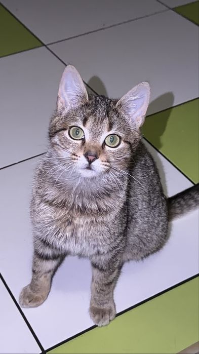 Віддам у добрі руки