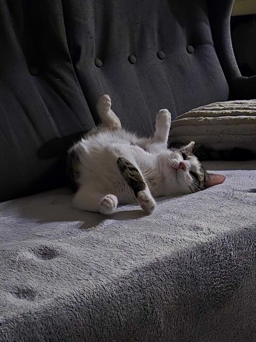 Marcel: Mistrz mruczenia i zawodowy przytulasek szuka domu!